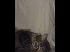 Cute Kitty Waking Up