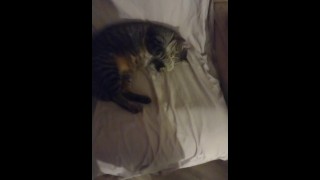 Cute Kitty despertando