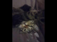 Adorable Kitten Waking Up