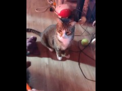 Kitty Play
