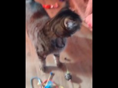 Cute girl playing with doggy and kittens