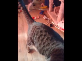 Cute Meisje Speelt Met Doggy En Kittens