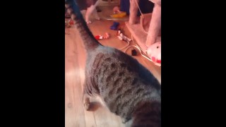 Cute girl playing with doggy and kittens