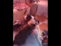 Sexy tattoo girl playing with her kittens