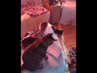 Sexy tattoo girl playing with her kittens