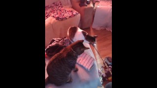 Sexy tattoo girl playing with her kittens