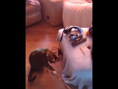 Hot girl playing with her three kittens