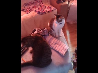 Hot Girl Playing with her three Kittens