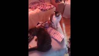 Hot girl playing with her three kittens