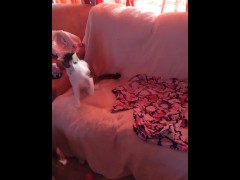 Kitten gets feisty - Screenshot 11 of 16 - Kitty