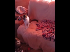 Kitten gets feisty - Screenshot 14 of 16 - Meow