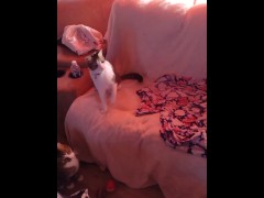 Kitten gets feisty - Screenshot 16 of 16 - Kitty