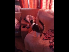 Kitten gets feisty - Screenshot 7 of 16 - Cute