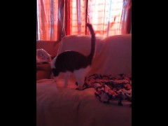 Cute kitty falls off the couch while playing