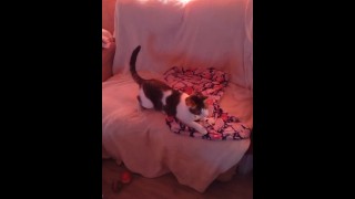Cute gatito se cae del sofá mientras juega
