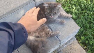 милые котики. Я тебя люблю