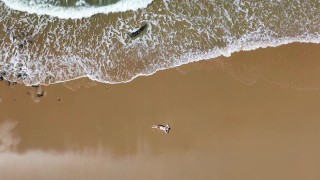 リラックスしたドローン映像の波がメルロビーチMarilyn裸の公共露出をクラッシュ