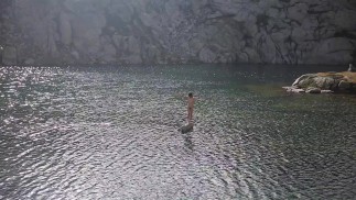 树，玫瑰和死亡