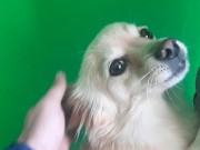 El Mejor Perro - Pornhub.com