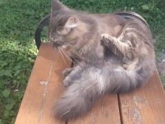 Kitty cute kitty