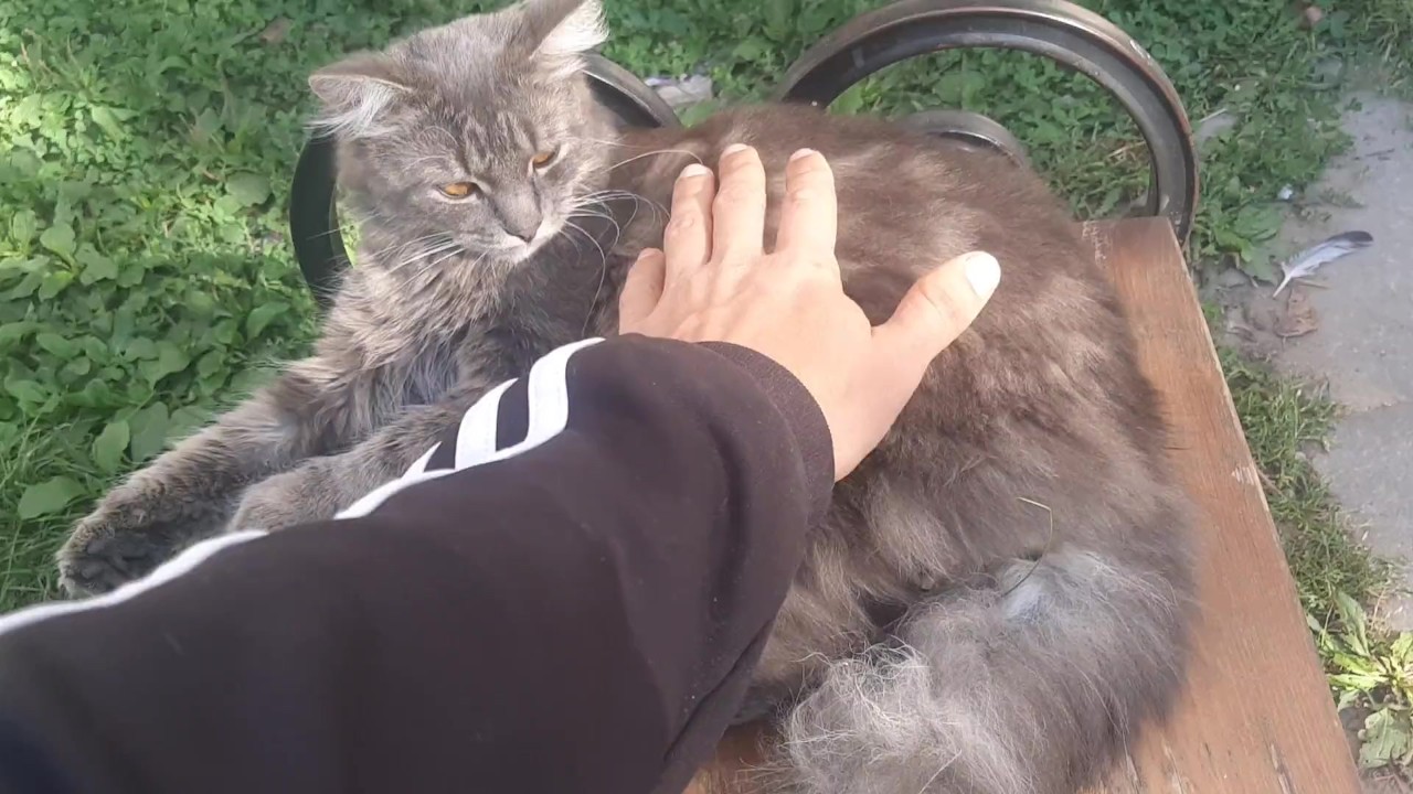 Kitty Cute Kitty Pornhub com 