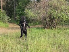 Pony Play - Pony is let loose in the pasture then made to exercise - Trailer