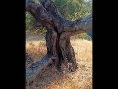Windy Tree Pee - Screenshot 1 of 16 - Tree
