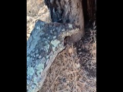 Windy Tree Pee - Screenshot 3 of 16 - Cock