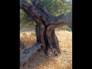 tree, big dick, vertical video, cock