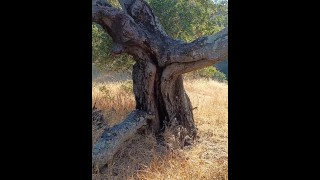 Ветреное дерево