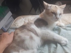 Malvina is a cute cat