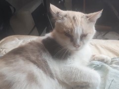 Malvina the cat sings songs