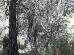 Arabic wife cheating in public park ديوث مصري يصور مراته كلامها وسخ اوووي