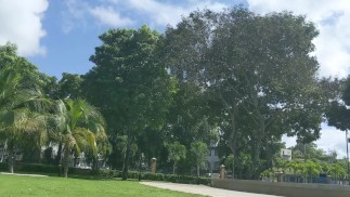 在公园度过美好的一天遇到了一个角质性感的乌木荡妇带她去公寓口交 - Jhodez