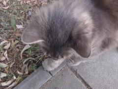 Super cute cat - Screenshot 10 of 16 - Grey Tabby