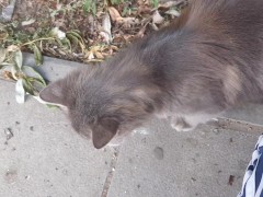 Super cute cat - Screenshot 11 of 16 - Stray Cat