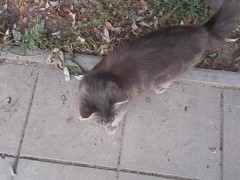 Super cute cat - Screenshot 14 of 16 - Friendly Cat