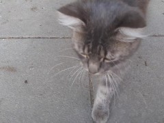 Super cute cat - Screenshot 15 of 16 - Grey Tabby