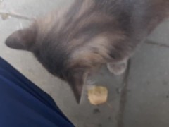 Super cute cat - Screenshot 16 of 16 - Stray Cat