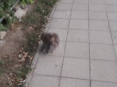 Super cute cat - Screenshot 3 of 16 - Street Cat