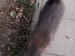 Super cute cat - Screenshot 4 of 16 - Friendly Cat