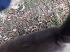 Super cute cat - Screenshot 5 of 16 - Grey Tabby