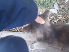 Super cute cat - Screenshot 6 of 16 - Stray Cat