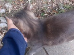 Super cute cat - Screenshot 7 of 16 - Cat Encounter