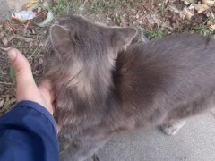 Super cute cat - Screenshot 9 of 16 - Friendly Cat