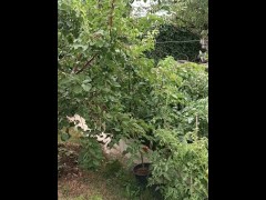 fuck me in the garden