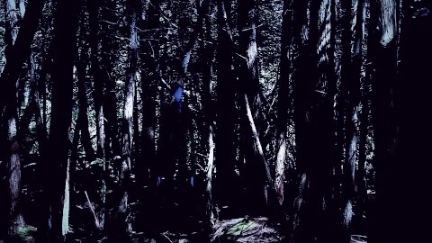 Free Stock Footage Forest Slenderman 3