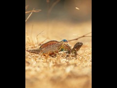 Two lizard fight