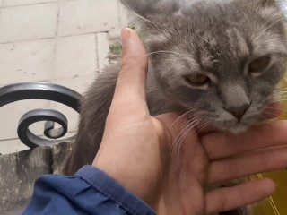 cat, sfw, my friend