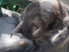 super cute cat. Beautiful